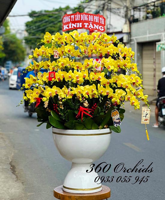 Chậu lan hồ điệp vàng - Đại phú tài