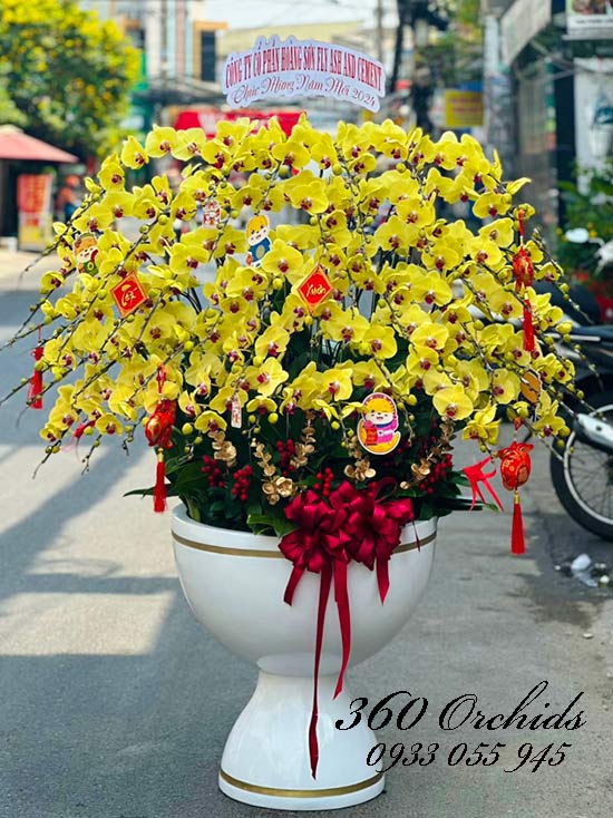 Chậu lan hồ điệp vàng - Chúc vạn điều may