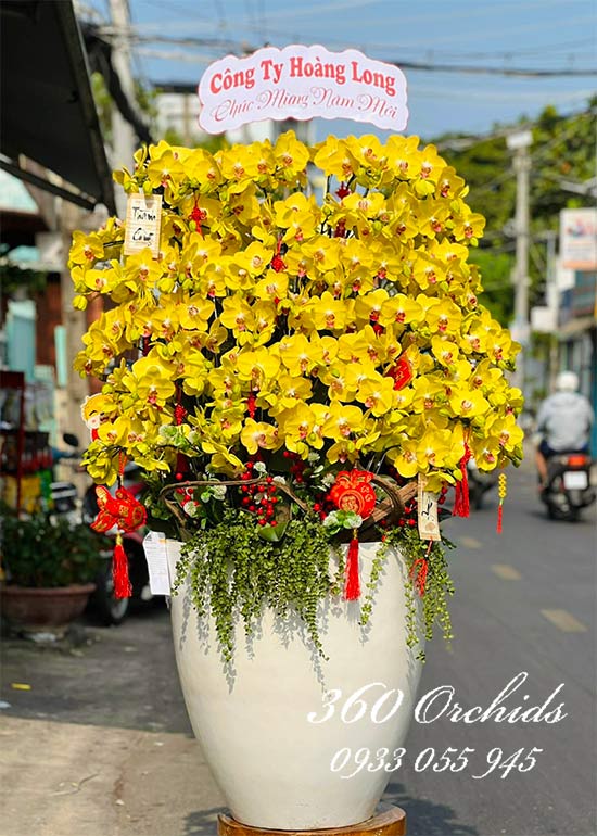 Chậu lan hồ điệp vàng - Thịnh vượng cả năm