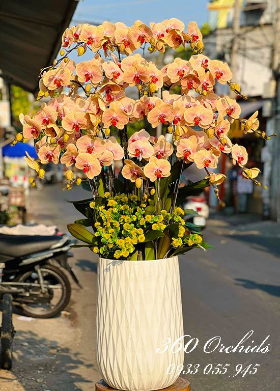 Chậu lan hồ điệp vàng - Muôn sự thành công