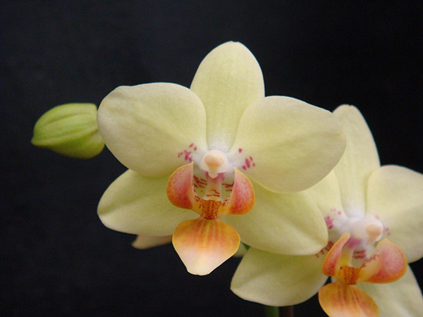 Hồ Điệp vàng loại Phalaenopsis Brother Sweet Sugar