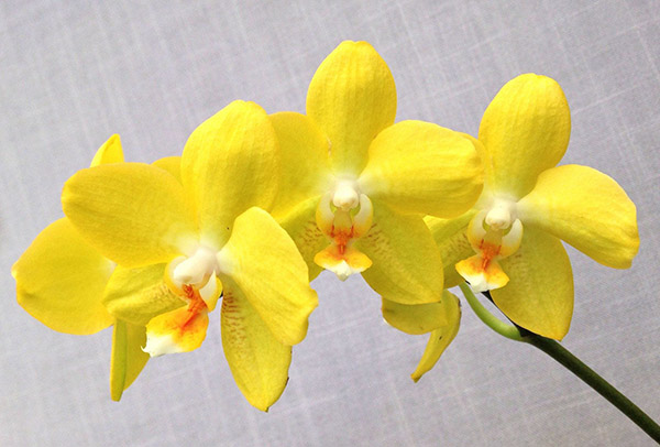 Hồ Điệp vàng chủng loại Phal. I-Hsin Sunflower Hồ Điệp vàng chủng loại Phal. I-Hsin Sunflower