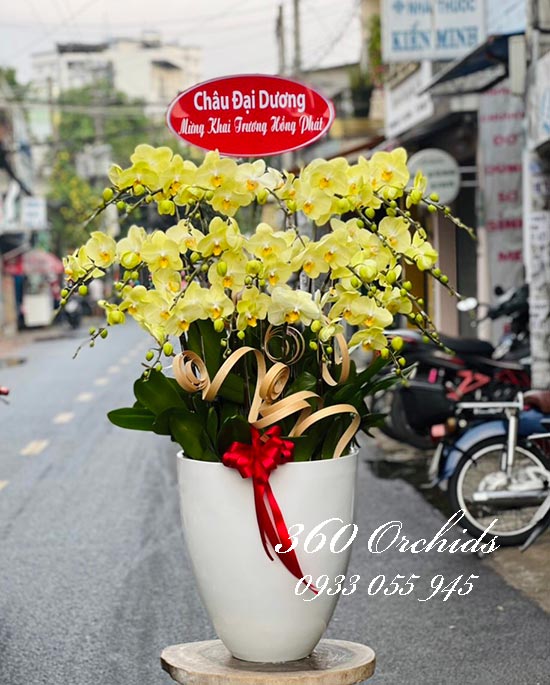 Chậu lan hồ điệp vàng - Ánh dương bên đời