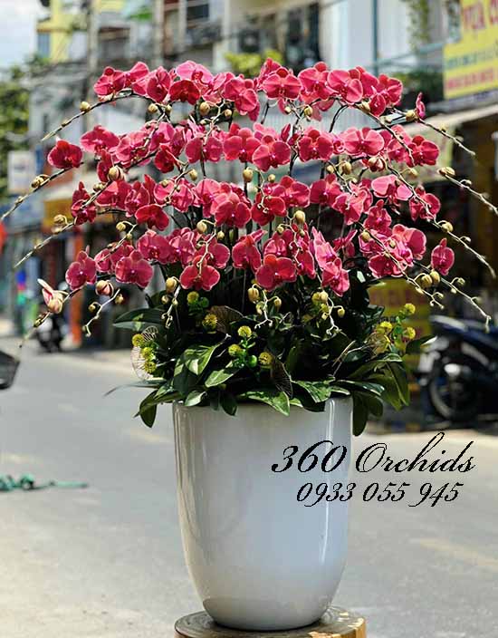 Chậu lan hồ điệp cam - Sinh hoa sinh phúc