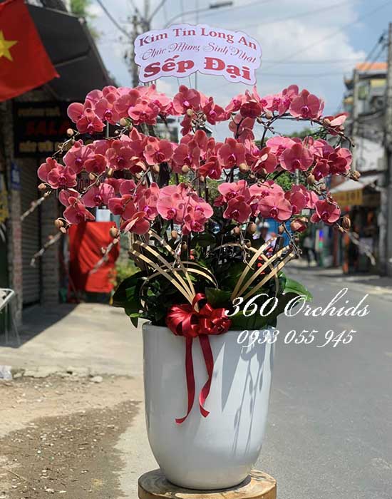 Chậu lan hồ điệp cam - Phú quý