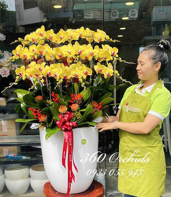 Chậu lan hồ điệp vàng - Vĩnh phúc