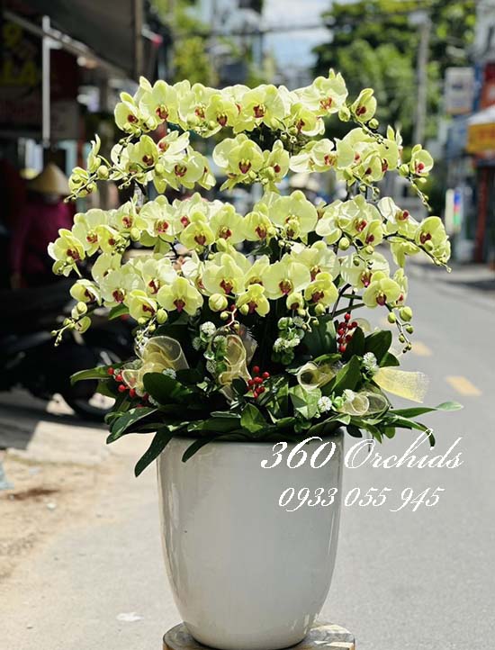 Chậu lan hồ điệp vàng - Trù phú