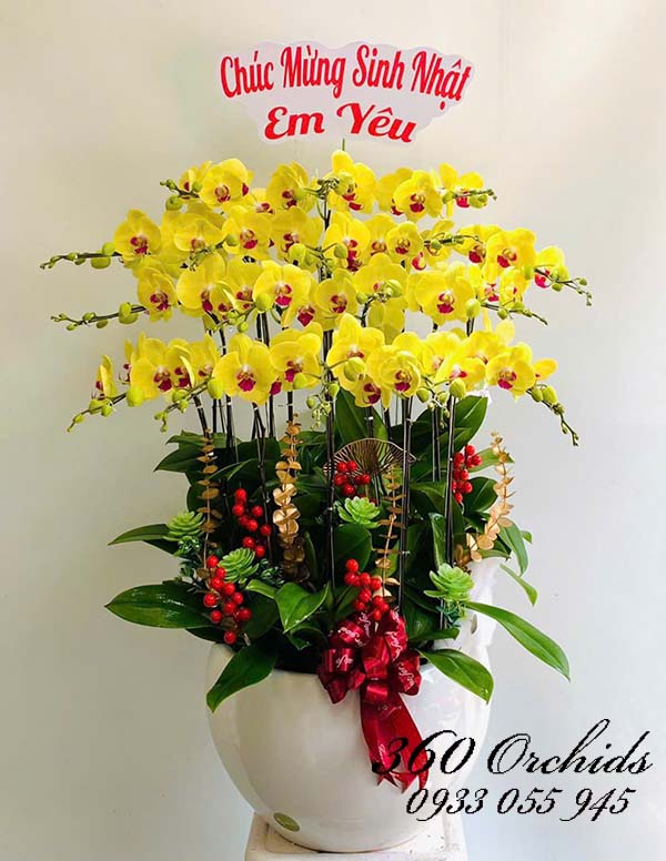 Chậu lan hồ điệp vàng - Sinh tài sinh lộc