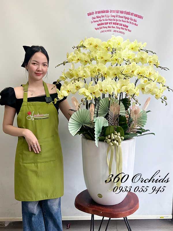 Chậu lan hồ điệp xanh bơ - Lộc phát tròn đầy