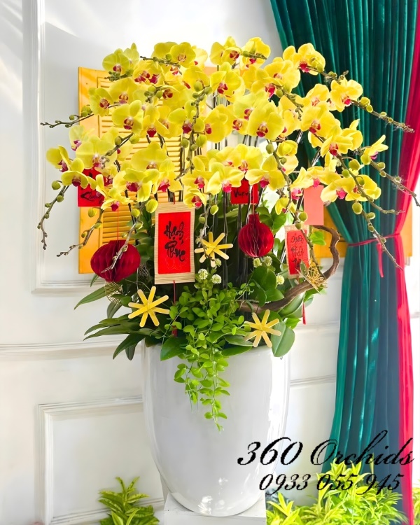 Chậu lan hồ điệp Tết 20 cành - Kim long xuân