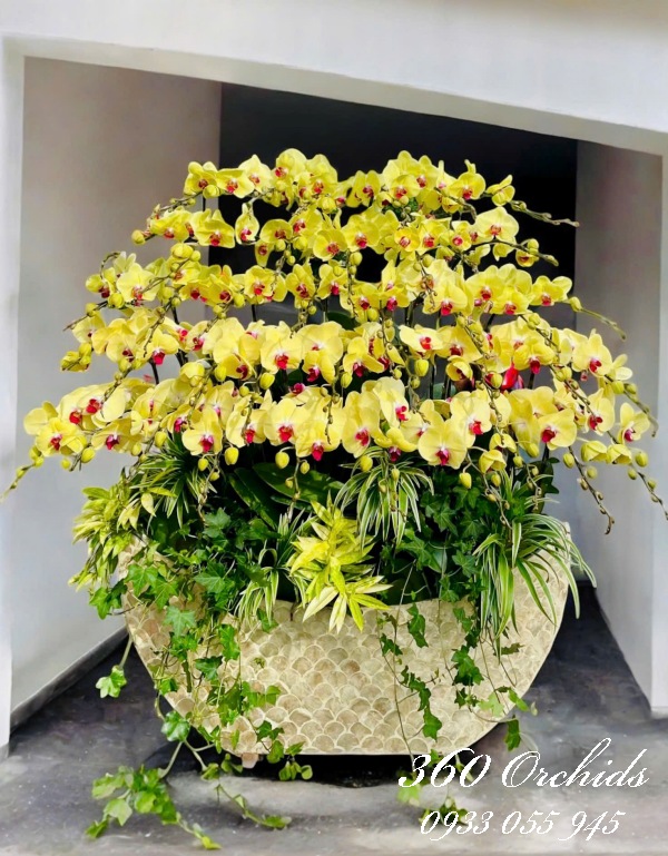 LHDV - Tứ thập đại cát