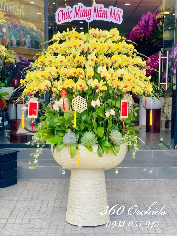 Chậu lan hồ điệp vàng - Vạn phúc lâm môn