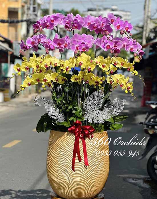 Chậu lan hồ điệp kết hợp - Duyên phúc tràn đầy