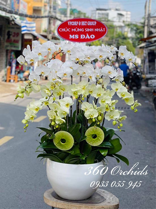 Chậu lan hồ điệp kết hợp - Tinh khôi