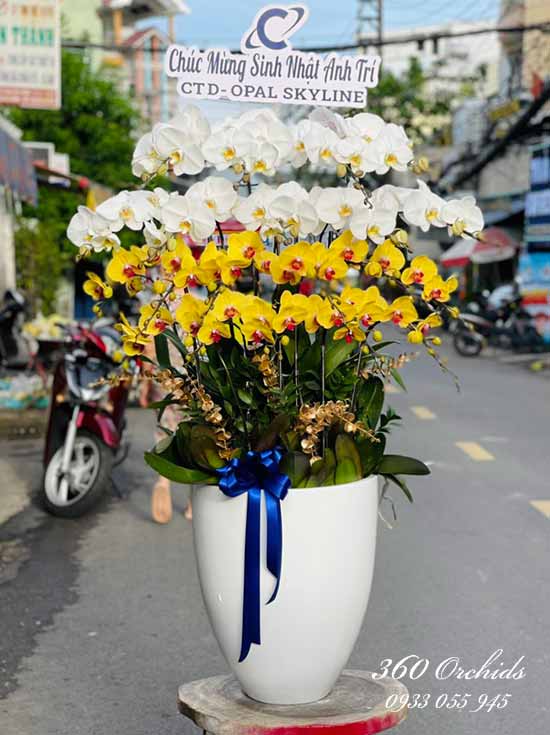 Chậu lan hồ điệp kết hợp - Khởi sắc