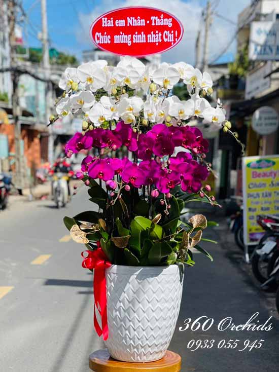 Chậu lan hồ điệp kết hợp - Tốt lành luôn đến