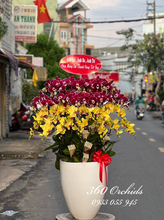 Chậu lan hồ điệp kết hợp 30 cành - Đoàn viên