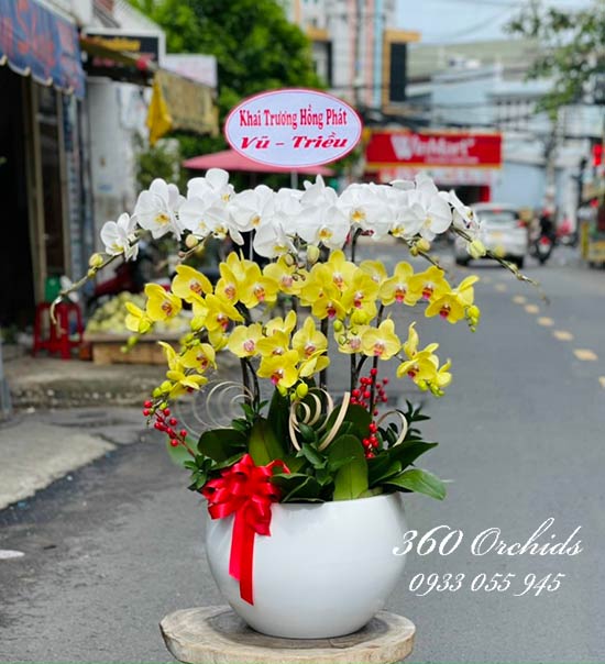 Chậu lan hồ điệp kết hợp - Sự đột phá