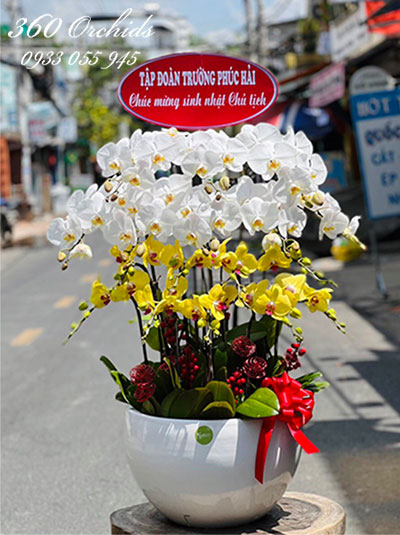 Chậu lan hồ điệp kết hợp 17 cành - Mọi việc thuận lợi 