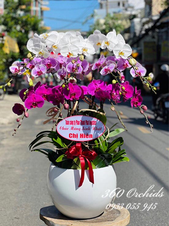 Chậu lan hồ điệp kết hợp - Có em bên đời