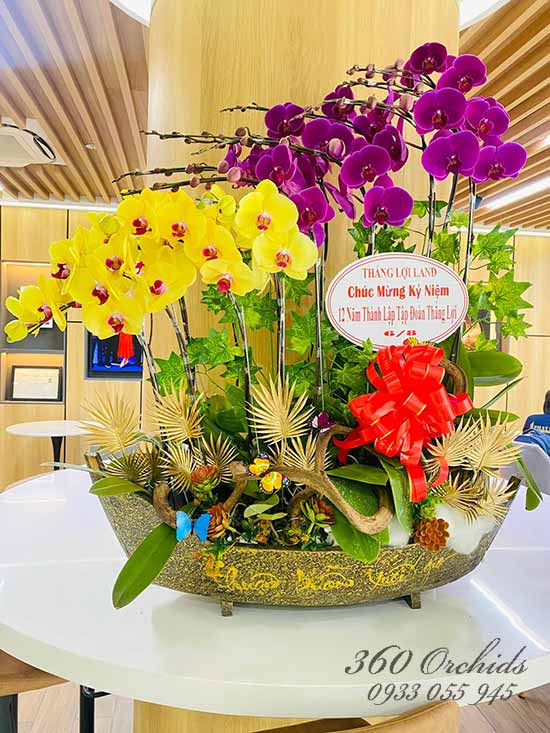 Chậu lan hồ điệp kết hợp - Nét lịch lãm