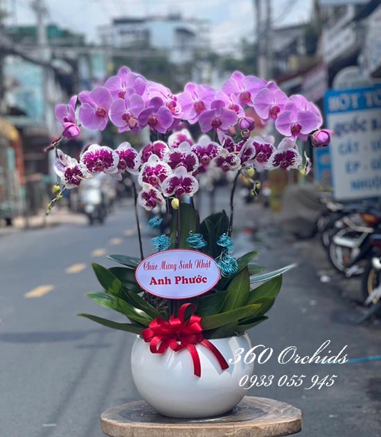 Chậu lan hồ điệp kết hợp - Khởi sắc