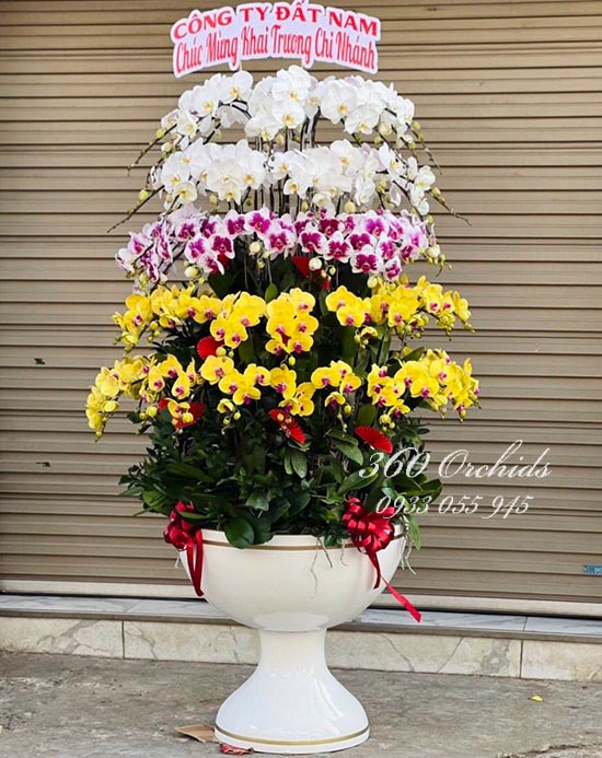 Chậu lan hồ điệp kết hợp 79 cành - Kinh doanh phát tài