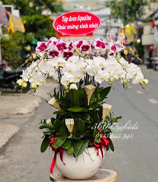 Chậu lan hồ điệp kết hợp 20 cành - Tươi trẻ hạnh phúc 