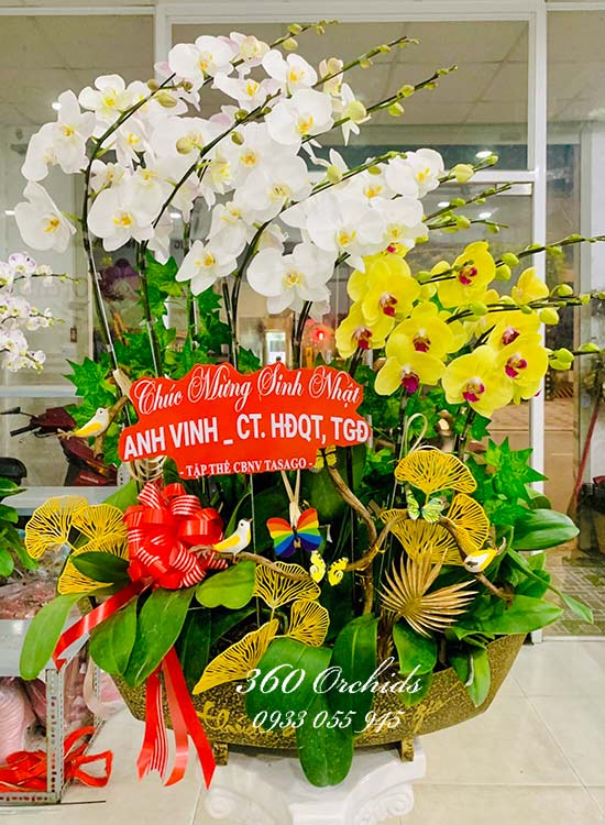 Chậu lan hồ điệp kết hợp - Khởi sắc muôn hoa