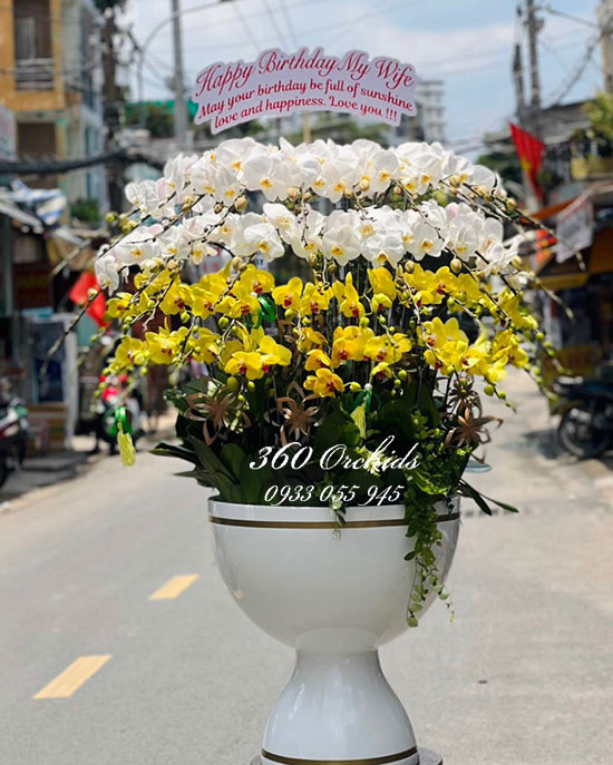 Lan hồ điệp là loài hoa được nhiều người yêu thích
