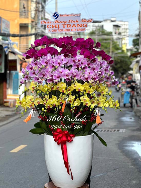 Chậu lan hồ điệp kết hợp 40 cành - Phố ngàn hoa