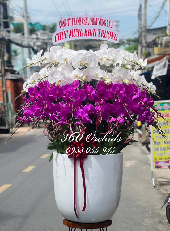 Chậu lan hồ điệp kết hợp - Vạn sự hanh thông