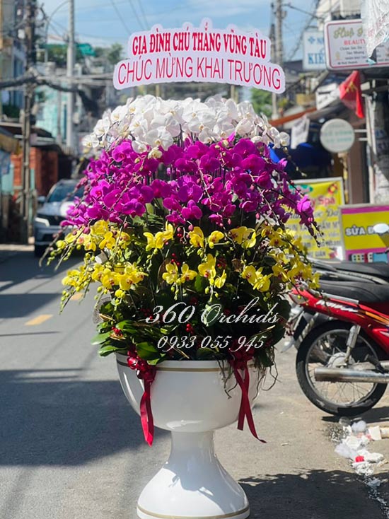 Chậu lan hồ điệp kết hợp - Vạn điều may