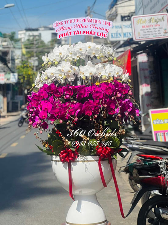 Chậu lan hồ điệp kết hợp - Trăm hoa đua nở