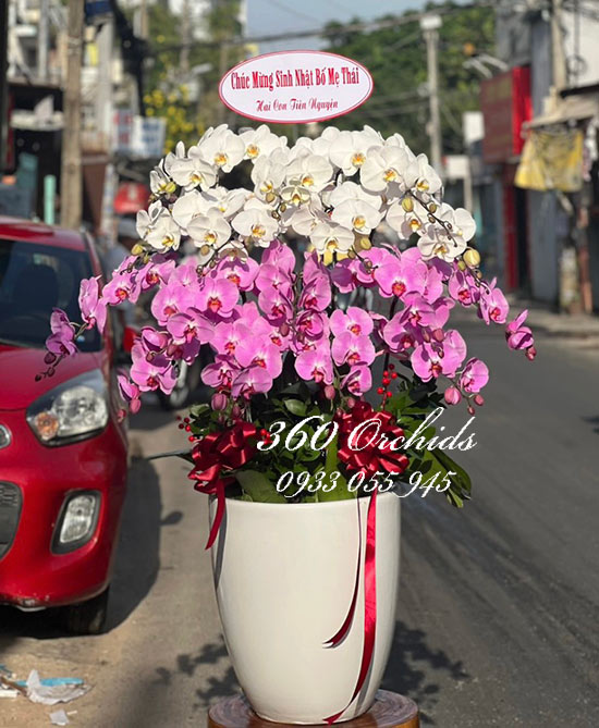Chậu lan hồ điệp kết hợp - Sắc hoa rạng ngời