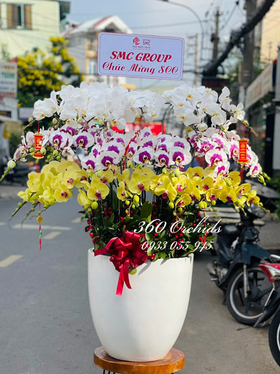 Chậu lan hồ điệp kết hợp - Sắc đẹp vĩnh cửu