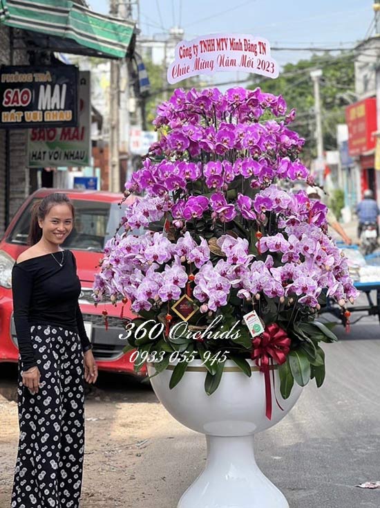 Chậu lan hồ điệp kết hợp - Sắc hoa tuyệt vời