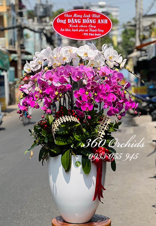 Chậu lan hồ điệp kết hợp - Tỷ sự hạnh phúc