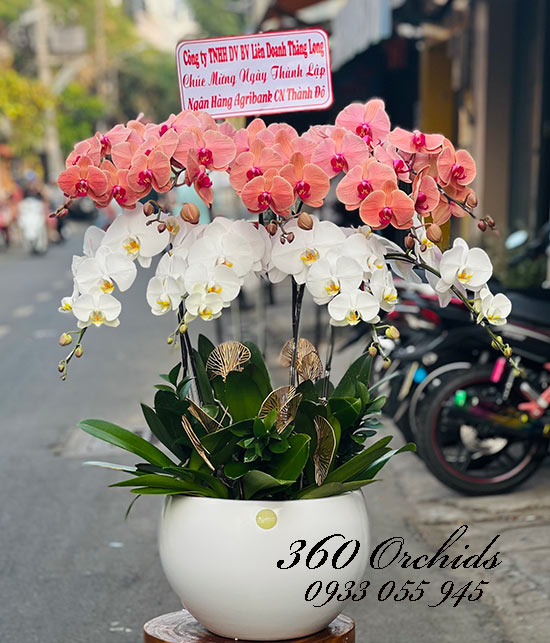 Chậu lan hồ điệp kết hợp - Huy hoàng vang danh