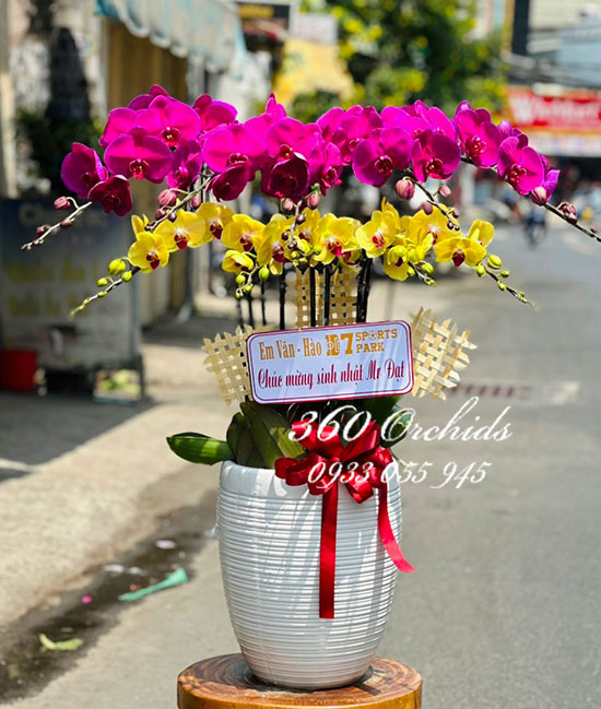 Chậu lan hồ điệp kết hợp - Vùng trời rực rỡ