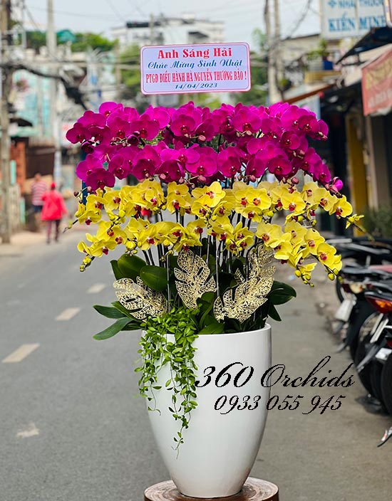 Chậu lan hồ điệp kết hợp - Tài sắc vẹn toàn