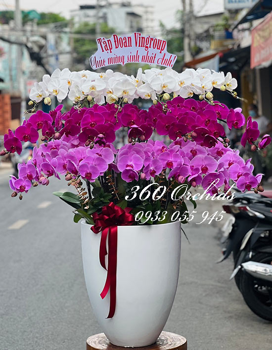 Chậu lan hồ điệp kết hợp - Tài lộc tìm đến