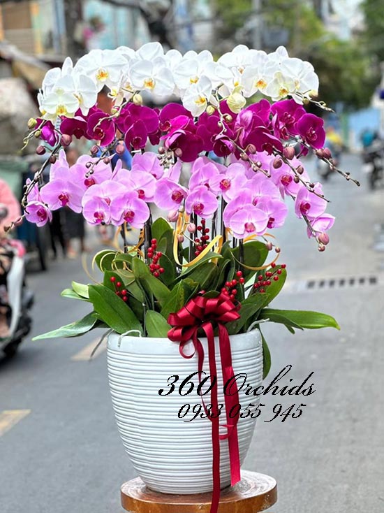 Chậu lan hồ điệp kết hợp - Sắc đẹp ngọc ngà