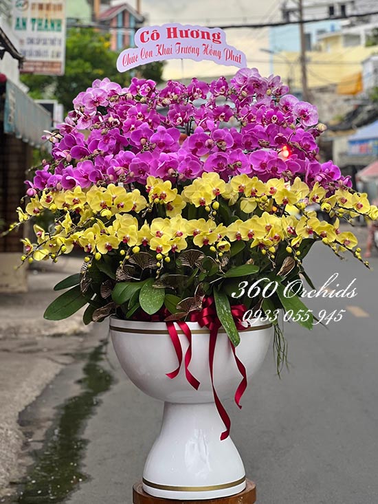 Chậu lan hồ điệp kết hợp - Tương lai vững chắc