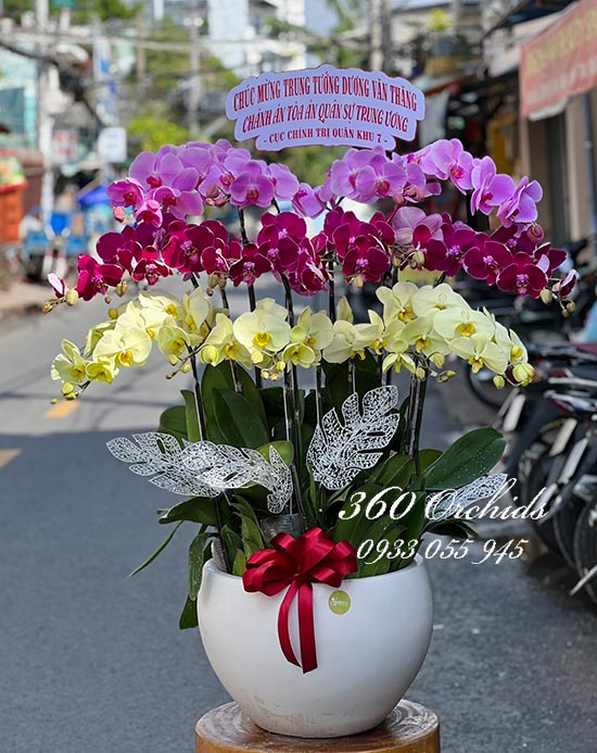 Chậu lan hồ điệp kết hợp - Đa tài anh dũng