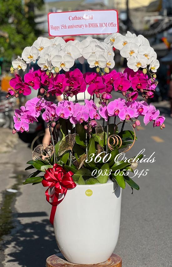 Chậu lan hồ điệp kết hợp 15 cành - Đỉnh vinh quang