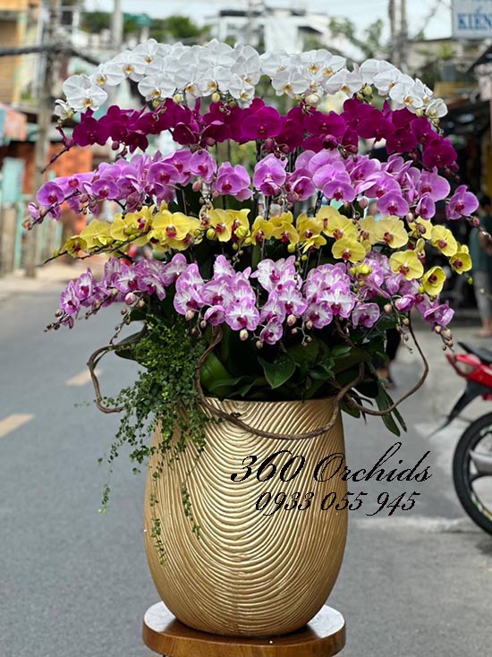 Chậu lan hồ điệp kết hợp - Phúc lộc vẹn tròn
