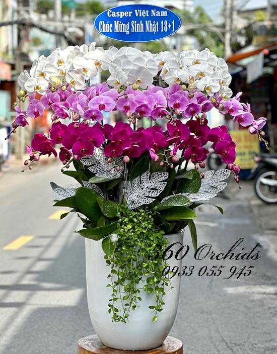 Chậu lan hồ điệp kết hợp - Bước tiến thành công