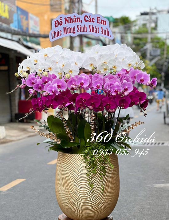 Chậu lan hồ điệp kết hợp - Song phương lộc đến