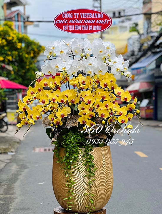 Chậu lan hồ điệp kết hợp - Vẻ đẹp hoàn mỹ